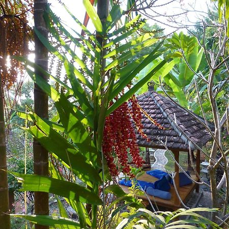 Sananda Bungalow Lovina Zewnętrze zdjęcie