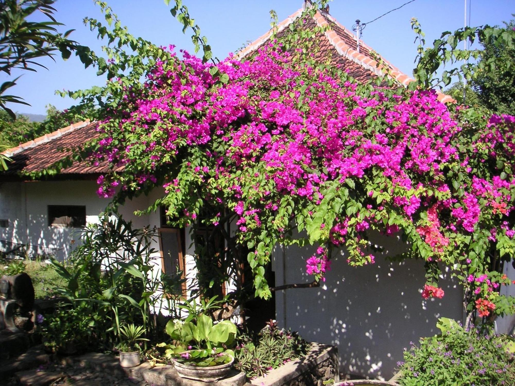 Sananda Bungalow Lovina Zewnętrze zdjęcie